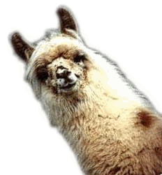 llama1.gif (27725 bytes)
